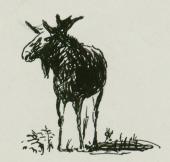 „Łoś” - ilustracja do książki „Poland”, 1942<br>tusz czarny na papierze<br>(Wł. MUT)